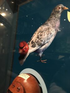 Pigeon whistles from the Pitt Rivers Museum collection