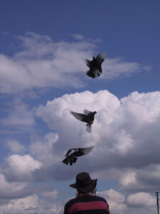 Pigeon Whistles by Nathaniel Mann with Peter Petravicius (picture credit Betty Brown)