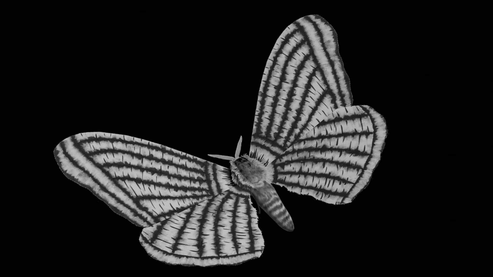 Picture of a moth in black and white with stripped pattern on its wings