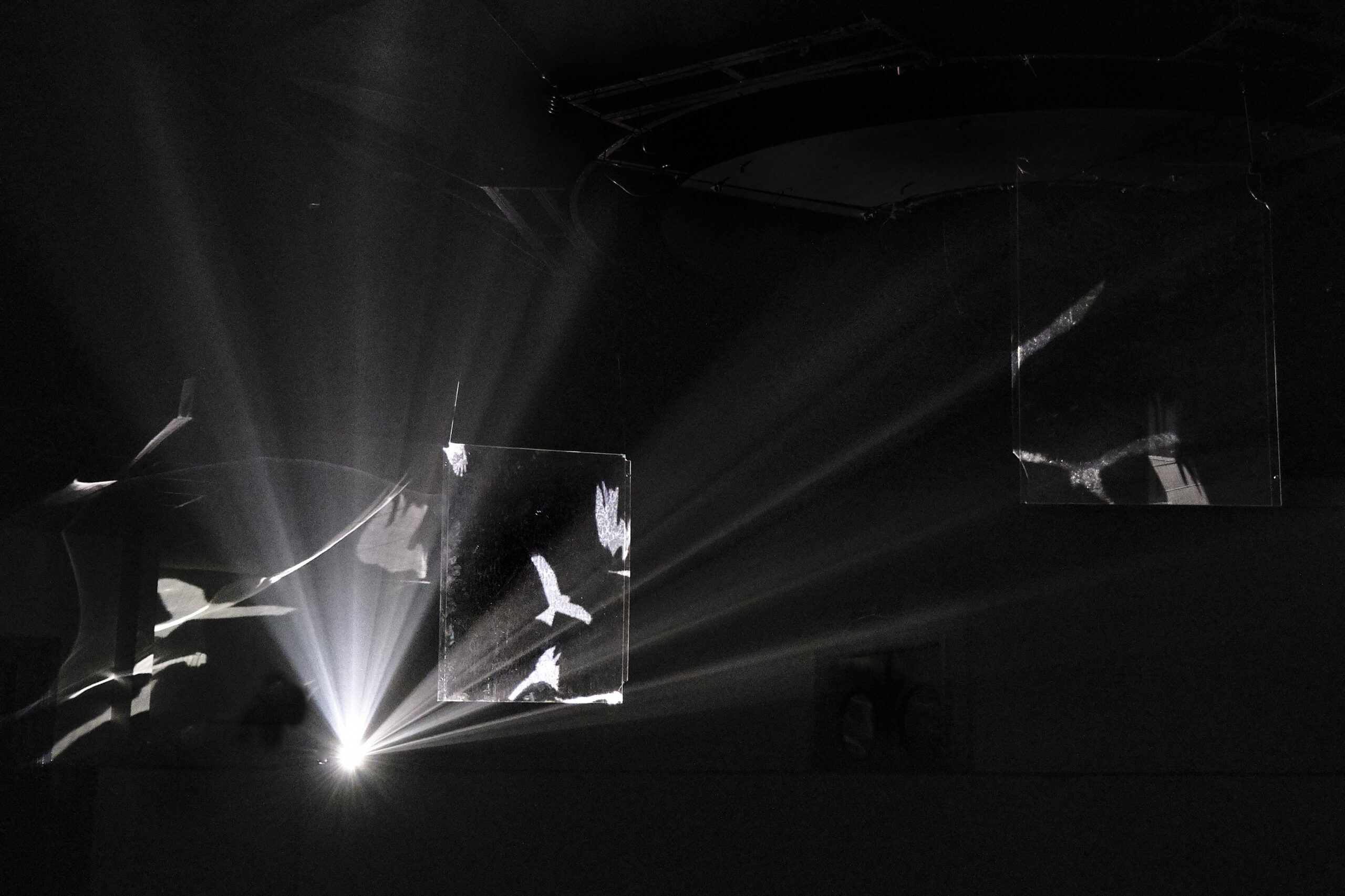 White birds in the darkness, looking like a projection