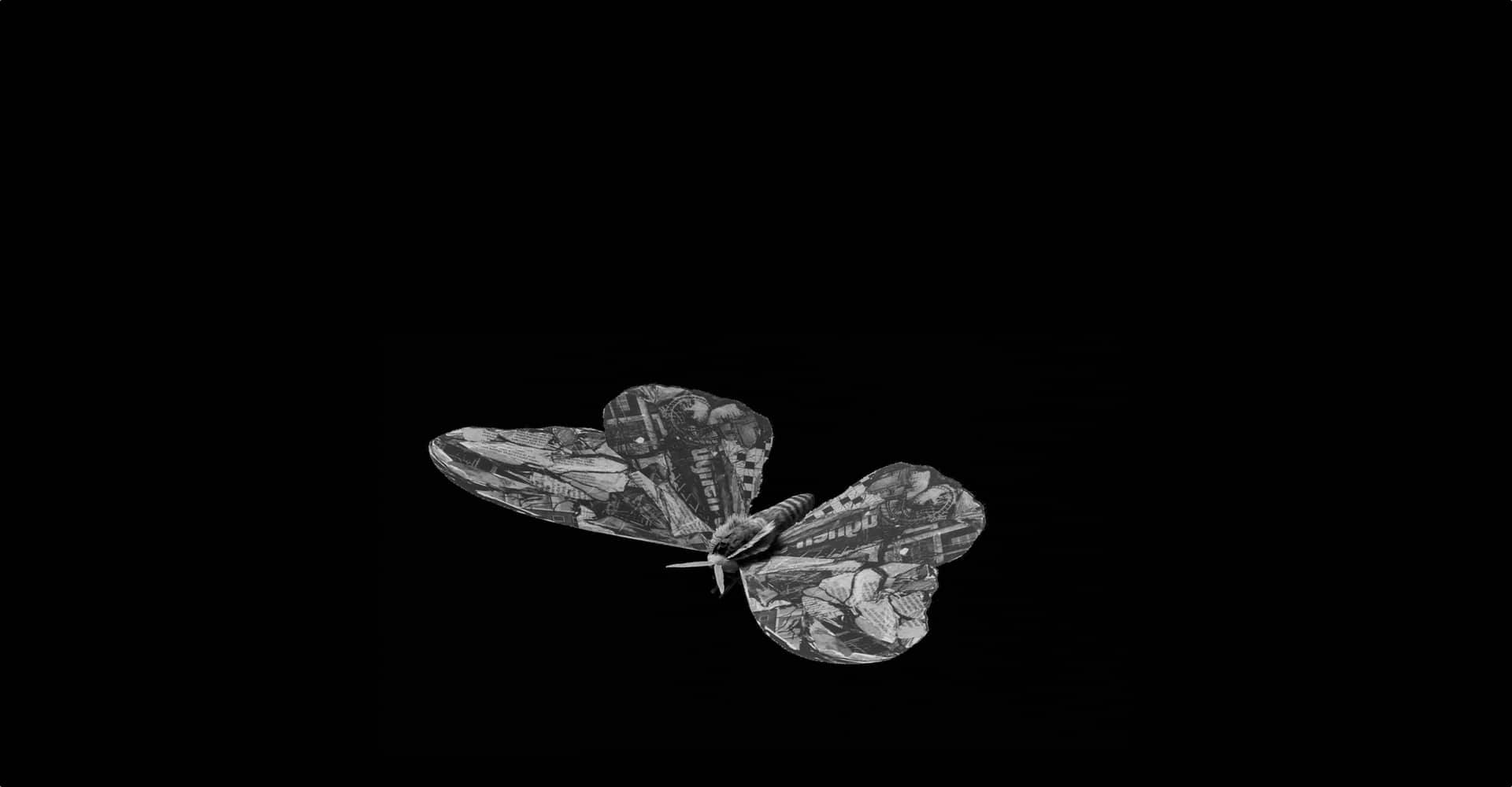 Black and white picture of moth in flight